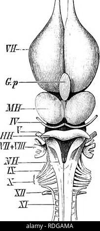 . Elemente der vergleichenden Anatomie der Wirbeltiere. Anatomie, Vergleichende. Das Gehirn 169. Bitte beachten Sie, dass diese Bilder sind von der gescannten Seite Bilder, die digital für die Lesbarkeit verbessert haben mögen - Färbung und Aussehen dieser Abbildungen können nicht perfekt dem Original ähneln. extrahiert. Wiedersheim, Robert, 1848-1923; Parker, William Newton, 1857-1923. London, Macmillan Stockfoto