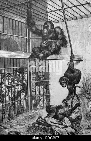 Ein Orang-Utan und Schimpanse im Aquarium Berlin, Berlin, Deutschland, historische Abbildung, 1877 Stockfoto