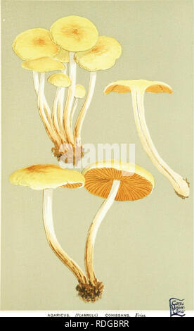 . Abbildungen der britischen Pilze (hymenomycetes) als Atlas für das "Handbuch der britischen Pilze" dienen. Pilze; Botanik. DERMINf. 4^/'/. AGARICUS. (FLAMMULA) CONISSANS. Pommes, auf Willow Amtsleitungen. Sutton Farle,. Bitte beachten Sie, dass diese Bilder sind von der gescannten Seite Bilder, die digital für die Lesbarkeit verbessert haben mögen - Färbung und Aussehen dieser Abbildungen können nicht perfekt dem Original ähneln. extrahiert. Cooke, M. C. (Mordecai Cubitt), b. 1825; Cooke, M. C. (Mordecai Cubitt), b. 1825. Handbuch der britischen Pilze. London, Williams und Norgate Stockfoto