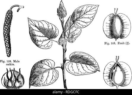 . Die natürliche Geschichte der Pflanzen. Botanik. CA 8 TANEACEJE. 923 richtige/â während Sie sind kürzer als die Frucht im Betulaster. Einige dreißig^ Arten zugelassen sind, in der Gattung^ somit begrenzt. Die Erlen^ (Abb. Hütte 158-167) unterscheiden sich nur wenig von den Birken, mit denen sie früher waren. Die Blumen sind auch monözische Alnus cordifoUa.. Abb. 162. Weibliche Biflorous florifeious skalieren. Abb. 158. Foliaceous Tjranch Abb. 164. Lange. Sekte, der Früchte. und entsorgt werden in palmkätzchen. In der Achsel der Skalen des männlichen catkin, gibt es im Allgemeinen drei Blumen bilden eine cyme, oder, seltener, eine einzelne Blume; ein Stockfoto