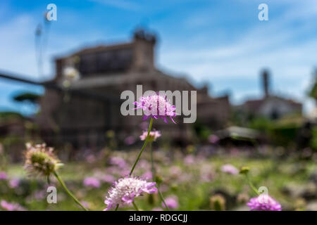 Europa, Italien, Rom, Forum Romanum, eine Vase mit lila Blüten gefüllt Stockfoto