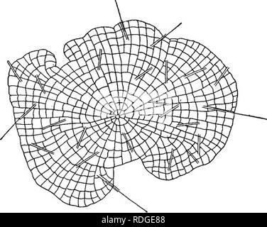 . Grundlagen der Botanik. Botanik; Botanik. 306 GRUNDLAGEN DER BOTANIK zeigen die Differenzierung der Anlage Körper in root,^ Stamm, und das Blatt so unter Saatgut - Pflanzen vertraut. In den meisten Farne die Antenne Blätter sind alle fast gleich, aber in einigen Gattungen, wie Onoclea (Abb. 209), bestimmte Blätter der besondere Form sind für spore-Produktion. In Schachtelhalme und Club - Moose Die spore - Lager Blätter sind ganz anders als die anderen, und werden oft in Blume - zusammengefasst wie Cluster (Abbn. 211, 213). Abb. 220. Coleochmte, einer Grünalge. Die clisk - wie Thallus ist eine Schicht von Zellen dick. Die fibro - leitbündel von Stockfoto