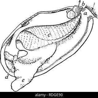 . Die Natur Studieren und Leben. Die Natur studieren. 432 NATUR STUDIEREN UND LEBEN Muscheln der meisten Bedeutung für die Schule Aquarien und für die Arbeit der reinigende Oberfläche Wasser sind die gemeinsamen Süßwasser-Muscheln, oder Muscheln. Sie können in jedem Teich oder Bach gefunden werden. Fragen Sie die Kinder, die in ein paar bringen und drei oder vier große in jedem der größere Aquarien zu halten und eine in jeder Der kleine Aquarien. Eine Gruppe der Klasse fragen Sie den puri-isierung von Wasser, die von Muscheln zu testen. Sie können dies durch Ar-reichen zwei kleine aqua-Ria, genau gleich, mit Sand und Pflanzen, die Sie mit Wasser, das vom Wachstum trüb Stockfoto