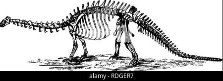 . Ein Lehrbuch in die Allgemeine Zoologie. Zoologie. Tiere DER VERGANGENHEIT 349 Es ist unter den land Reptilien, dass wir die größten Tiere finden. Einige von ihnen waren sogar größer als der Elefant und träge bewegt. Viele von Ihnen waren pflanzenfressende, beschneiden die Äste der Bäume, während andere carnivo waren. Abb. 230. - Land, das Reptil von mesozoie Zeiten. Rous, ihren Mitmenschen zu töten. Einige von ihnen hatten riesige hind Gliedmaßen, auf dem sie liefen, ziehen einen riesigen Schwanz hinter, und halten Sie die kleine vordere Beine wie ein Känguru (Abb. 229). In Abbildung 230 gezeigt, ging auf alle vier. Bitte beachten Sie, dass diese Bilder sind ext Stockfoto