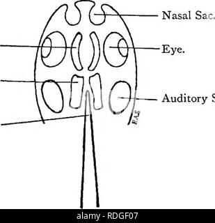 . Elementare Lehrbuch der Zoologie. Wirbel TA. 41 S umhüllt die drei Paare von Wirbeltieren, die Sinnesorgane. Die Chorda dorsalis läuft im ventralen Wand dieses membranöse Schädel in der Mitte des Gehirns, die Einstellung hinter dem infundibulum (Abb. 293, Seite 407). Die erste Knorpel Abb. 299.- Entwicklung von Wirbeltieren, die Schädeldecke. Dorsalansicht der Embryo. Parachordals.. Auditive Sac. Abb. 300.- Entwicklung von Wirbeltieren, die Schädeldecke. (Später. ) F Hypophyse, Fossa. Basis Cranii, nasale Kapsel. Sklerotisch.. Bitte beachten Sie, dass diese Bilder aus gescannten Seite Bilder, die digital verbessert worden sein kann f extrahiert werden Stockfoto