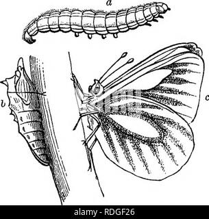 . Das Buch der Garten. Im Garten arbeiten. Kleine WEISSKOHL SCHMETTERLING. ein Caterpillar; b Chrysalis; c Schmetterling. Grün geaderten Garten Schmetterling. Die Raupen der ersten grünlich-gelb, mit schwarzen Flecken; GREBN - VEINKD CABBAGE BUTTERFLY. ein caterpUlar; b clirysalis; e Schmetterling. Wenn sie ausgewachsen sind, werden sie in den Ruhestand gehen, um einige geschützte trockenen Platz, und in den Kokon Status zu ändern, wieder bereit im Frühjahr in ihre aber - terfly Zustand, ihre Eier zu legen, zu ändern, und eine neue Rasse von Raupen produzieren. Den Kohl Pulver - wmged Motte (Aleyrodes proletella L. - die Aleyrodes elielidonii der Lat-reille) oft Stockfoto