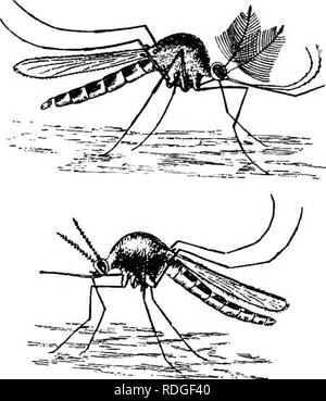 . Eine Einführung in die Zoologie, mit Anweisungen für die praktische Arbeit (Wirbellose). 340 Einführung in die Zoologie. Auch er normalerweise nicht stechen und Blut von einem lebenden Beute ziehen wie sein Kumpel, aber lebt eine harmlose Leben, sip-ping den Nektar der Blumen. Mit diesem difiference in Lebensmitteln und Gewohnheit korreliert ist, finden wir einen Unterschied in den Mund - Teile der Geschlechter. In den weiblichen, die untere Lippe oder Schamlippen ist weit gestreckt, und ist weich und tief eingekerbte, bilden einen Trog, in dem liegen fünf sehr scharf darauf, fast Thread - wie Stangen (Abb. 261). Der Feigenbaum. 260. âThe gemeinsame Grau Mücke Culex pipiens [), in c Stockfoto