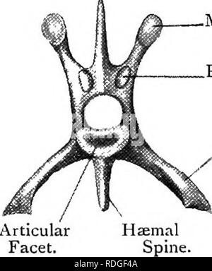 . Elementare Lehrbuch der Zoologie. Pre-zygapophysis. Abb. 286,- anteriore Ansicht eines Lendenwirbel der Kaninchen. {Ad Nat.) Abb. 287.- seitliche Ansicht einer Lendenwirbel von Kaninchen. {Ad-Nat.). . Metapophysis. Post. Zygapophysis, Prezygapophysis. Anapophysis. ^ Quer. / Gelenkknorpel Facette. Metapophysis. /. Bitte beachten Sie, dass diese Bilder sind von der gescannten Seite Bilder, die digital für die Lesbarkeit verbessert haben mögen - Färbung und Aussehen dieser Abbildungen können nicht perfekt dem Original ähneln. extrahiert. Masterman, Arthur Thomas. Edinburgh, E.&amp; S. Livingstone Stockfoto