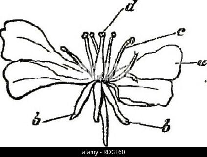 . Wayside Unkraut, oder, Botanische Lehren aus den Gassen und Hecken: mit einem Kapitel über die Klassifizierung. Botanik; wilde Blumen. WAYSIDE Unkraut. 17 Gibt es eine mehr oder weniger kleine Körper^ kleinen Köpfe unterstützt auf schlanken Sprossachsen (Abb. 13). In der Poppy und Ranunculus diese kleinen Körper sind sehr viele, fast zu viele leicht zu zählen (Abb. 4); aber schauen Sie in ihre mauerblümchen, haben sie keine difiSculty gibt, für sechs ist alles, das Sie finden können (Abb. 14) Nur wundern Sie sich, um zu sehen, dass in jeder Blüte sie untersuchen, zwei kürzer sind als die anderen. Legen Sie den waUflower, und nehmen Sie Ihre wilde mu Stockfoto