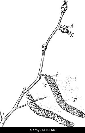 . Ein Lehrbuch der Botanik für Hochschulen und Universitäten ... Botanik. 834 Ökologie folgt der inneren Mauer, und es kann ein qualvolles Kurs verfolgen, oder es kann direkt wachsen zu einem micropyle; pollen Röhren haben gezeigt, dass prochemotropic Reaktionen auf bestimmte Kohlenhydrate und Proteine aufweisen, einschließlich derer, die durch Narben abgesondert werden. Wind Bestäubung. - Funktionen, die die Streuung von Pollen. - Die einfachste Form der Bestäubung und der eng verwandten Zerstreuung im unteren Pflanzen zu spore ist wind Bestäubung, ^ und Wind fremdbefruchtende Pflanzen haben viele Funktionen, die re-semble thos Stockfoto