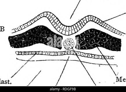 . Elementare Lehrbuch der Zoologie. COLUMBA. 379 sind optische Unterschiede und es gibt keine wirkliche morphologische Unterscheidung zwischen den beiden Bereichen. Abb. 274.- Querschnitt durch ein blastoderm von etwa 24 Stunden. Ein neuronales Groove. Hypoblast.. Epiblast. Eigelb. Archenteron. Mesoderm. Chorda dorsalis. A zeigt die ganze blastoderin lymg  auf dem Eigelb. B zeigt das mittlere Teil nur mehr sehr magniiied. Abb. 275,- Querschnitt eines Embryos Küken des zweiten Tages. {Ad Nat.) (Etwas schematische.) Seitliche Falte der Amnion. Extra-embryonalen Coalom. Nervenstrang. Chorda dorsalis. Protovertebra. Fruchtwasser Falten.. Bitte n Stockfoto