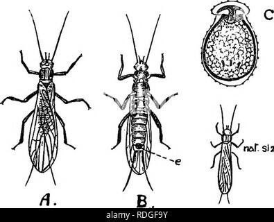 . Eine Einführung in die Zoologie, mit Anweisungen für die praktische Arbeit (Wirbellose). 312 EINFÜHRUNG IN DIE ZOOLOGIE Dieser Gelbbraune fliegen ist eher in ihren Lebensgewohnheiten träge, langem sitzen zusammen auf einem Stein am Wasser, mit seinen langen Flügel flach zusammengefaltet über seinen Körper so, dass nur ein Paar gesehen werden kann. Es fliegt langsam und stark, und kann leicht in der Hand gefangen werden. Jeder Stein-fly hat eine lange paar Antennen Projektion vor, und auch ein paar zarte Gelenkwelle Anhängsel am Ende der Rute. Der Brustkorb wird in die eigenartigen, für die drei Segmente, welche Form sie sind ungewöhnlich groß und deutlich zu kennzeichnen Stockfoto
