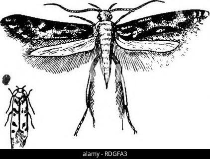 . Das Buch der Garten. Im Garten arbeiten. Korn Käfer. Abb. 10.. WHITH - BHOULDKRED WOLLE - MOTH. Sie fragen nach der Transfor- mation, sind häufig durch die caterpil belegt - lar der Weißen-sollte-ihre Wolle - Moth, Tinea aarcitella, Abb. 10, dem bekannten inländischen Pest, die ihre Eier auf alle Weise der kammgarn Futtermitteln festgelegt, zum großen Ärger von jeder sparsame Hausfrau. Sie sind oft in den Samen der Pease und Bohnen gefunden, und in der Gesellschaft, und die bruchus granwrius larvse für eine Spezies von saw-fly, traurig, Zerstörung der Lager. Die bruchus granarius ist somit in der "C beschrieben. Stockfoto