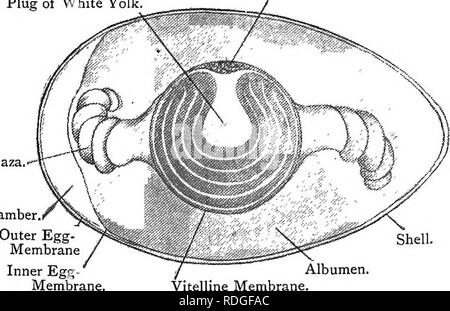 . Elementare Lehrbuch der Zoologie. COLUMBA. 375 Auf halbem Weg entlang der ventralen Grenze. Posterior zu Es ist eine dreieckige Sitzbein mit einem großen ovalen Foramen (die Sitzbeinhöcker foramen). Von der anterioren Grenze es läuft rückwärts neben dem Rand des sitzbein Eine lange Schamberg. Es gibt keine symphyse. Nur oben und hinten in die Hüftpfanne ist eine kleine Facette, die antitrochanter, die artikuliert mit dem Trochanter major des Femur. Die hinterbeine der Extremität hat einen kurzen Oberschenkelknochen, einem kleinen, verkümmerten Wadenbein, aber eine große Tibia, der fixiert das proximale Fußwurzelknochen, daher ist es bekannt als die tibiotarstts. Dies ist follo Stockfoto