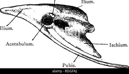 . Elementare Lehrbuch der Zoologie. Trochanter. Tarsometatarsus. Â Metatarsus. &Gt; Ziffer I. Abb. 268. âLateral Blick auf die Becken der Taube. [Ad-Nat.) (leicht vergrößert.) Sitzbeinhöcker Foramen. Ilium.. Ilium. Acetabulum, Sitzbein. Schamberg. Das Becken hat eine lange Ilium, die, wie bereits gesehen, wird eine große Anzahl der Wirbel befestigt. Die runde acetabular Hohlraum, die nicht vollständig verknöchert ist, über ist. Bitte beachten Sie, dass diese Bilder extrahiert werden aus der gescannten Seite Bilder, die digital haben für die Lesbarkeit verbessert - Färbung und Aussehen dieser Abbildungen können nicht perfekt aussehen Stockfoto