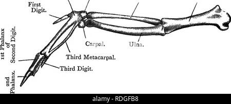 . Elementare Lehrbuch der Zoologie. COLUMBA. 373 compound Knochen so produziert wird, ist das furcula genannt; das coracoid ist sehr groß und mächtig und Das Schulterblatt ist lang und flach. Das coracoid und Schulterblatt bilden die GLENOID Hohlraum zwischen Ihnen und auf der Innenseite der drei Knochen Grenze des Foramen iriosseum. Die coracoids ruhen auf das vordere Ende der enormen Brustbein, deren Enden in der coracoid Nuten befestigt wird. Die Projektion nach ventral ist der große Kiel oder Carina und seitlich gibt es eine Küste, die von einer eingerückten Rippenbögen ridge gefolgt, der die distalen Enden der Rippen befestigt sind. Die f Stockfoto