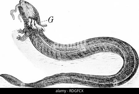 . Ein Lehrbuch in die Allgemeine Zoologie. Zoologie. 238 Frösche, Kröten und Salamander Necturus. - Die necturus hat eine lange, depressive Boel}', reiiun (Ung ein Reptil. Es ist in den Flüssen der oberen Mississippi Valle gefunden)" und in der Region der Großen Seen und den Seen von Central New York. Der bod} erreicht eine maxi-miun Länge von 16 Zoll und hat zwei Paar kurze Beine. Es hat drei buschige rote Kiemen auf jeder Seite des Kopfes und ist vor allem als Amphibien, dass seine Kiemen tlirougJiout Leben behält zu beachten. Die Sirene, oder "Schlamm", Aal, der reichlich in den Gräben von Sou gefunden wird Stockfoto