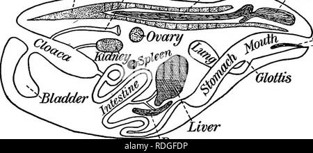 . Ein Lehrbuch in die Allgemeine Zoologie. Zoologie. 232 Frösche, Kröten und Salamander Bewegung, den Körper von den mächtigen Anschläge der Hinterbeine mit den Schwimmhäuten angetrieben wird. Speiseröhre. - Der Mund öffnet sich in die breite Speiseröhre, die wiederum auf die lange Magen führt. Der Magen in den Darm verengt, posterior, die mehrere Umdrehungen und endet in einem erweiterten Teil macht, die Kloake (Abb. 162). Die Nieren und Blase oviducts Öffnen in die Kloake. Die gelappten hver kommuniziert mit dem ein Badibone - eileiter Rückenmark     ^g^^^. - Zunge^ Glottis Leber Bauchspeicheldrüse Abb. 162. - Interne str Stockfoto