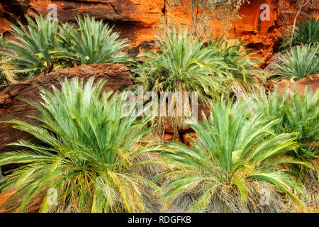 Seltene MacDonnell Ranges Palmfarne in Finke Gorge National Park. Stockfoto