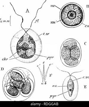 . Eine elementare praktische Zoologie. Zoologie. CHA1 -. II ILEMATOCOCCUS 241 Wenn durch 300 geteilt. Es wurde festgestellt, dass solche Organismen als Hismatococcus reisen mit der Rate von einem Fuß in einer viertel Stunde zu einer Stunde; oder, zum Ausdruck zu bringen. Ich "lG. 68. âA, Ilicniiitococciii' / 'niuLile litviaiis, Pha. sc. Wohn^^ [jeLiiucii Iiuwihl; Protoplasma" chioiiuitophores (c/ir) und pyrenoids{ /&gt;}'&gt;'), cell-wall (C. 7v) auf die Zelle verbunden - Körper von protoplasmic Filamente und flagellen (y/). Die sluIc auf der linken Seite gilt für Feigen. AâD. 1!, sperrfrist Stufe des Gleichen, Anzeigen Kern {nii) wi Stockfoto