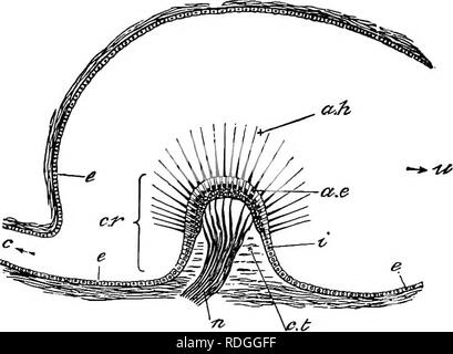 . Eine elementare praktische Zoologie. Zoologie. Ich 88 DER FROSCH externen Kanal {ce), wird nach außen geleitet und hat einen hori-zontal Position. Jeder Kanal hat eine Ende Geweiteten in einer Glühlampe - wie Schwellungen oder Ampulle (Aa, ap, ae); die von der anterioren und externe Kanäle sind anterior in Position, während die von den hinteren Kanal hinter ist. Dieses Gerät ist mit einer Flüssigkeit gefüllt, der Endolymphe, in dem Kalkhaltigen Partikel enthalten sind, die otolithen oder Ohr - Steine. Es ist von Bindegewebe und. Abb. 60. - Längsschnitt durch eine Ampulle. a. e. auditive Epithel; Stockfoto