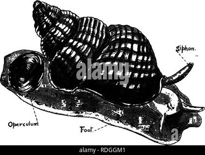 . Eine Einführung in die Zoologie, mit Anweisungen für die praktische Arbeit (Wirbellose). Muschel A121 aber im Meer leben zwischen Ebbe - Marken und Fütterung auf Algen. Diese "strandschnecken" sind weitgehend für Lebensmittel verwendet. neunzehn hundert Tonnen werden gesagt, die jährlich in London allein verzehrt zu werden! Gattung Buccinum undatum ist der Wellhornschnecken Buccinum., eine große Schnecke, in einen Deckel, und die Atmung Wellhornschnecken, unten das Wasser durch eine Gill, aber von strandschnecken, oder Süßwasser-Strandschnecken, fleischfressenden;. Abb. 74. - Die Wellhornschnecken (Buccinum undatum). (Nat. Größe.) Auch den Mantel um die respirato Stockfoto