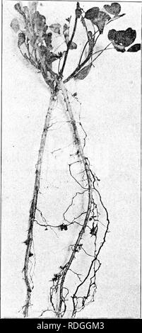 . Bakterien in Bezug auf Land leben. Bakterien. Green-Manures auf schwereren Landet 253 von Humus als wäre möglich, wenn nur eine dieser Kulturen angebaut wurden. Mit einer Fülle an das Mineral constitu - ents Die zwei ernten kann, ohne Dif-ficulty, fügen Sie eine Hun - dred Pfund oder mehr von Stickstoff in den Boden pro Acre. Grün - dung auf Lehme und lehmigen Böden. - Während am besten geeignet für Leichte, sandige Böden, Sys-tems von Green-ma-nuring auch erfolgreich auf schwereren Lehme oder lehmigen Böden befolgt wurde. Lupinen, seradella, Gelb, Rot und Purpurroter Klee, Erbsen, Pferd = Bohnen und Wicken, haben Em-pl Stockfoto