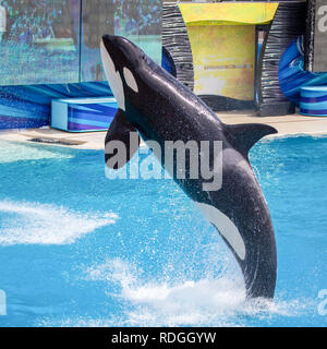 Killerwal Orca springen aus dem Wasser in Sea World Stockfoto