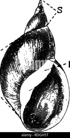 . Eine Einführung in die Zoologie, mit Anweisungen für die praktische Arbeit (Wirbellose). 106 Einführung in die Zoologie. Fifi. 60.- Shell von Limnaea stagnalis, gesehen von unten. s, Spire; HIV, Körper wliorl; r, reflektierten Lippe der Shell. tion dick ist. Es ist sehr robust und kann leicht in einem Behälter aufbewahrt werden, der einzige Nachteil ist, dass es solch ein Allesfresser und herzhaften Appetit, dass Apt die Pflanzen eher zu schnell zu zerstören, und sollten nur gemeinsame Unkraut mit freigehalten werden. Die kanadische Wasser Weed, Anacharis (Elodea canadensis), die immer kann^ leicht erreicht werden kann, ist ausgezeichnet Essen, Stockfoto