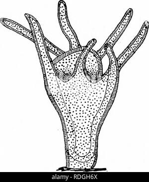 . Ein Lehrbuch in die Allgemeine Zoologie. Zoologie. Abb. 20. - Embryo von Quallen (Aurelia). Schwein. 21. - Hydralike Bühne Aurelia. Nach Agassiz. Embryo (Abb. 20). Der Embryo bald heftet sich an einen Felsen und transformiert zu einem hydralike Tier etwa die Hälfte. Bitte beachten Sie, dass diese Bilder sind von der gescannten Seite Bilder, die digital für die Lesbarkeit verbessert haben mögen - Färbung und Aussehen dieser Abbildungen können nicht perfekt dem Original ähneln. extrahiert. Herrick, Glenn W. (Glenn Washington), 1870-1965. New York, Cincinnati [etc. ] American Book Company Stockfoto