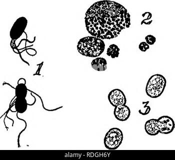 . Bakterien in Bezug auf Land leben. Bakterien. 200 Bakterien in Bezug auf Land Leben mit einer bestimmten Menge von Humus, zwei oder drei Mal so viel Stickstoff als können durch Clostridium Pas festgesetzt werden - torianum. Die Unterschiede in der Stickstoff-fixierenden macht der anaeroben und aeroben Bakterien sind aufgrund der Unterschiede in ihrer Wirkungsweise. Die chemischen Prozesse, die sie benutzen, sind nicht die gleichen, damit die Ergebnisse nicht erwartet das Gleiche zu sein. Aber die Macht der Festsetzung von atmosphärischem Stickstoff wird ziemlich vari-Lage in einer der beiden Klassen oder - ganisms. Es ist im Wesentlichen durch den Boden aijd Clim geändert Stockfoto