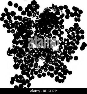 . Bakterien in Bezug auf Land leben. Bakterien. 172 Bakterien in Bezug auf Land Leben stabförmigen Organismen. Die Demonstration wurde so eingerichtet, dass die Oxidation von Ammoniak zu Nitrit durch zwei unterschiedliche Gruppen von Organismen in allen Böden durchgeführt. Sie scheinen im Einklang zu arbeiten, da die Nitrit in Nitrat fast so schnell wie Sie werden gebildet, geändert werden. Unter anormalen Bedingungen begünstigen das Wachstum der Lachgas gären, aber nicht von der Salpetersäure gären kann es zu einer Akkumulation von Nitriten. Vor kurzem wurde es von Kaserer angekündigt, dass er ein Organismus in der Lage Changi isoliert hatte Stockfoto