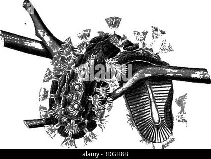 . Eine Einführung in die Zoologie, mit Anweisungen für die praktische Arbeit (Wirbellose). ROTIFER A101 im Fall der gemeinsamen S. repens, um die Blätter von Wasserpflanzen (Abb. 57).. Abb. 55.- Cristatella Mucedo. Gesamte Kolonie. (Nach Allman, von Parker und Haswell.). Bitte beachten Sie, dass diese Bilder sind von der gescannten Seite Bilder, die digital für die Lesbarkeit verbessert haben mögen - Färbung und Aussehen dieser Abbildungen können nicht perfekt dem Original ähneln. extrahiert. Lulham, Rosalie Blanche Jermaine. London, Macmillan Stockfoto