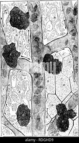 . Eine elementare praktische Zoologie. Zoologie. loS der KROG. Grippe. 27.-Thtj clrculatiun In tlnj Frosch" b wx-h, uiidci-.1 high power. Einen, an der Wand der Kapillaren; B, Gewebe der webin, die Kapillaren liegen; C, epidcrin Zellen; V, deren Kerne; /:, Pigmentzellen; F, rote Blutkörperchen; G, //, rote Blutkörperchen betni;;;;;;;; squee/ed durch einen engen Kapillare; A', Kapillare durch die epiderm gesehen;/, farblose corpubcles. (Von huxleys I'/iysioio^y.). Bitte beachten Sie, dass diese Bilder aus gescannten Seite Bilder, die digital für die Lesbarkeit verbessert haben mögen - Färbung und App extrahiert werden Stockfoto