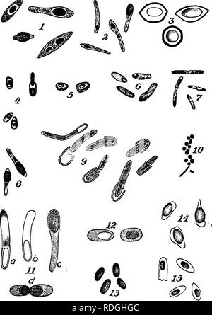 . Bakterien in Bezug auf Land leben. Bakterien. ^^m^. Abb., 8. Sporen, die Sporenbildung und spore (Keimung. - 1. Bazillus esieri" • ficana; über X 1.900. (Huss.) 2. Bacilhis esterificans; über X 1.800. (Huss.) 3. Bazillus tumescens. (Meyer) 4. Clostridium Pasiorianum. (Sobag Fahrzeugbau - GRADSKI.) 5. Clostridium Pastorianuin. (Winogradski.) 6. Clostridium, PaatorianuTri. (Winogradski.) 7. Bazillus oxalaticus; X 1.200. (Kuntze.) 8. Bacillvs esterificans; über X 1.800. (Huss.) 9. Bazillus esterificans; über X 1.800. (Huss.) 10. Bazillus methanicus; X 1.100. (Omelianski). li. (A, B und C) Bacillus cy Stockfoto