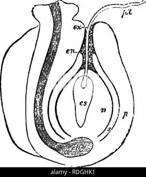 . Ein Handbuch für Botanik: eine Einführung in das Studium der Struktur, Physiologie und Systematik der Pflanzen. Botanik. Abb. 528. Abb. 529.. Bitte beachten Sie, dass diese Bilder sind von der gescannten Seite Bilder, die digital für die Lesbarkeit verbessert haben mögen - Färbung und Aussehen dieser Abbildungen können nicht perfekt dem Original ähneln. extrahiert. Balfour, John Hutton, 1808-1884. Edinburgh: A. und C. Schwarz Stockfoto