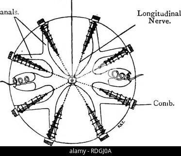 . Elementare Lehrbuch der Zoologie. 132 CCELENTERATA. Extern, Cydippe ist bi-plano-symmetrisch, für die durch die Tentakeln und ihren Ummantelungen, die so genannte koronale Ebene, unterscheidet sich von der senkrecht dazu, oder der sagittalen Ebene. Beide Ebenen, jedoch teilen die Tier in symmetrische Hälften. Die speiseröhre ist abgeflacht und Abb. 66.- Aboral ViEViT von Cydippe. Aboral Sinn - Orgel. Horizontale Kanäle. (Nach Chun.) Tentacle. Kamm. Abb. 67.- Kleber Zellen der Cydippe. (Nach Hertwig.) stark vergrößert. Kopf. in der sagittalen Ebene gestreckt, wie in Acthua. Jede dieser Ebenen entspricht t Stockfoto