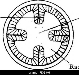 . Elementare Lehrbuch der Zoologie. Abb. 64.- Querschnitt durch den unteren Teil des Scyphula Larve. I. nler-i' einer baugruppemessuhr Mesenterium.. Zentrale Hohlraum im Magen. Radiale Hohlraum. Bitte beachten Sie, dass diese Bilder sind von der gescannten Seite Bilder, die digital für die Lesbarkeit verbessert haben mögen - Färbung und Aussehen dieser Abbildungen können nicht perfekt dem Original ähneln. extrahiert. Masterman, Arthur Thomas. Edinburgh, E.&amp; S. Livingstone Stockfoto