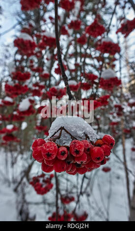 Eine winterliche Park mit roter Schnee Cluster von Beeren. Stockfoto