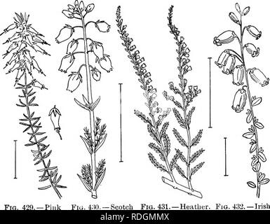 . Ziersträucher der Vereinigten Staaten (Hardy, kultiviert). Sträucher. 254 BESCHREIBUNGEN DER STRÄUCHER I. Baum bis 50 Fuß; blühende Juni, Juli. Blüte, wenn kleine und Strauch; Blätter sauer. Sourwood (427) oder sokkel-Treb-Oxyd^ ndrum Arb 6 reum. H. Blumen größer, J Zoll lang, in Dolden, Weiß oder schwach Rosa, Mai-juli. Einen schönen Strauch, 1-4 m. Bdsh Staggek - (428) - Ly 6 nia Mari^ na (Pieris mari^ Na). Erica. Die Heiden und Heather sind alle Klein-leaved, Strauchigen Pflanzen mit meist kleinen 4-gelappten, Glocken- oder urn-förmigen Blüten. Die Blätter sind- oder Linear-geformt und auf die Stiele angeordnet Ich Stockfoto