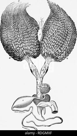 . Langstroth auf dem Hive und Honig-Biene. Bienen. Platte Id. Die EIERSTÖCKE DER KÖNIGIN, IN KOMBINATION MIT DEM STICH. (Magnifled.) H und G, Eierstöcke vereint in einem gemeinsamen Eileiter E; D, spermatheca; A, Gift-Sack: R, Rektum; C, Muskeln; Fj Airbag.. Bitte beachten Sie, dass diese Bilder sind von der gescannten Seite Bilder, die digital für die Lesbarkeit verbessert haben mögen - Färbung und Aussehen dieser Abbildungen können nicht perfekt dem Original ähneln. extrahiert. Langstroth, L.L. (Lorenzo Lorraine), 1810-1895; Dadant-Maße, Charles, 1817-1902; Dadant-Maße, C. S. (Camille Pierre), 1851-1938. Hamilton, Illinois: Stockfoto
