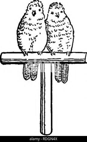 . Die pet-Buch. Haustiere. Liebe - VÖGEL IESE wenig Mitglieder der Papagei Familie haben ihren Namen durch die Hingabe zu ihren Gehilfen gezeigt erworben. Ein paar eng nebeneinander sitzen auf der Stange, Wange an Wange, oder oft Bill touch-ing Rechnung für lange Zeiträume. Wie immer, Ihre Liebe ist nicht breit in seinem Bereich, und keine andere Liebe - Vögel, und vor allem nicht für andere Arten von Vögeln, wem gegenüber sie handeln die meisten gehässig wenn opportimity gehören. Graue Liebe - Vogel stammt aus Madagaskar und ist recht robust; es ist etwa in der Größe eines englischen Sparrow; das Männchen sein Grün, mit einem purp Stockfoto