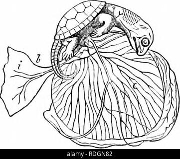 . Auf der Anatomie der Wirbeltiere. Wirbeltiere; Anatomie, Vergleichende; 1866. Ei anr] unibryo von (er Jloiiitoi-T, Izard. Xliii. 450. Bitte beachten Sie, dass diese Bilder sind von der gescannten Seite Bilder, die digital für die Lesbarkeit verbessert haben mögen - Färbung und Aussehen dieser Abbildungen können nicht perfekt dem Original ähneln. extrahiert. Owen, Richard, 1804-1892; Cornell University. Hochschule für Veterinärmedizin. Flower-Sprecher veterinärmedizinische Bibliothek. Fmo. London, Longmans, Grün Stockfoto