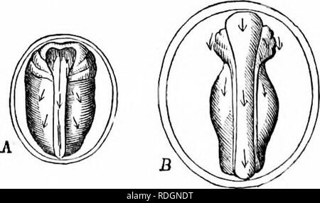 . Auf der Anatomie der Wirbeltiere. Wirbeltiere; Anatomie, Vergleichende; 1866. clioTi nf Yi)]]; Anil cinl) i-yo, Froi:', Iiia:^'u. lxxi'. 429. Embryo oi: Iho. Fnig coxxxvut.. Bitte beachten Sie, dass diese Bilder sind von der gescannten Seite Bilder, die digital für die Lesbarkeit verbessert haben mögen - Färbung und Aussehen dieser Abbildungen können nicht perfekt dem Original ähneln. extrahiert. Owen, Richard, 1804-1892; Cornell University. Hochschule für Veterinärmedizin. Flower-Sprecher veterinärmedizinische Bibliothek. Fmo. London, Longmans, Grün Stockfoto