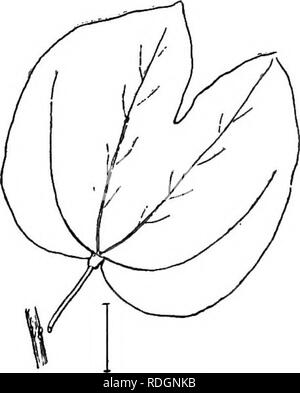 . Ziersträucher der Vereinigten Staaten (Hardy, kultiviert). Sträucher. Abb. 161. - Grün-weißen Bauhinia. Abb. IGO. - Violett blühenden Bauhinia. Weihnachtslieder. Die REDBUDS oder JuiJAs Bäume sind wunderschön Blühende Sträucher mit großen Herzförmigen einfache alternative Blätter; Erbse^ geformte Lila oder roten Blüten im Frühjahr schließen Cluster entlang der alten. die Zweigniederlassungen und flache Erbse - wie Hülsen, 2 bis 5 cm lang, im Sommer. Amerikanische Redbud (150)-CER-cis canadensis - • ist ein sehr Ornamen-tal Strauch oder kleiner Baum, 40 Fuß, mit rosa Blumen J Zoll lang und eher breite Hülsen 2J bis 3 J Zoll lang. Chinesische Redbud Stockfoto