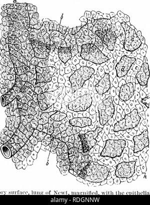 . Auf der Anatomie der Wirbeltiere. Wirbeltiere; Anatomie, Vergleichende; 1866. Oberfläche der Atemwege, Lunge von Newt, vergrößert, mit dem Epithel. COLXVIH, Ib.h, b, sind Ciliated. Das Äußere der Lunge wird durch zarte Bauchfell nonciliated Schuppen bedeckt. 348. Â/E^1 in luiii,. cci. w III. 1 1 Unl criiig 111 tlic Sirene die Lungen sind schmale Taschen, Koextensiv mit dem. Bitte beachten Sie, dass diese Bilder aus gescannten Seite Bilder, die digital für die Lesbarkeit verbessert haben mögen - Färbung und Aussehen dieser Abbildungen können nicht perfekt dem Original ähneln extrahiert werden Stockfoto