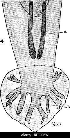 . Tierische Parasiten und parasitäre Krankheiten. Heimische Tiere, Veterinärmedizin. 112 PARASITOLOGIE.. Abb. 42-strongylus Arnfieldi; kaudalen Extremität der männlichen a, Spiculae. b, kaudale Beutel, die spezielle Anordnung der Rippen. Bitte beachten Sie, dass diese Bilder sind von der gescannten Seite Bilder, die digital für die Lesbarkeit verbessert haben mögen - Färbung und Aussehen dieser Abbildungen können nicht perfekt dem Original ähneln. extrahiert. Benjamin Kaupp, Franklyn, 1874 -. Chicago: A. Eger Stockfoto