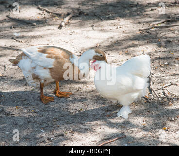 Weißes Huhn mit gefiederten Füße und zwei-ton Ente Roaming Freie in Outdoor farm Einstellung in Illinois. Stockfoto