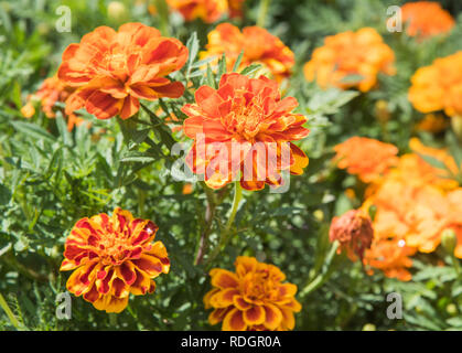 Helle mehrfarbige Ringelblumen in einen Garten in Aurora, Illinois wachsende Stockfoto
