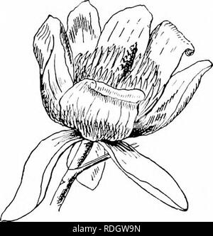 . Unsere einheimischen Bäume und wie sie zu identifizieren; ein beliebter Studie über ihre Gewohnheiten und ihre Besonderheiten. Bäume. Entfaltung Blätter der Tulip-tree. ; Komponiert von Skalen wie üblich, und diese Skalen wachsen mit der wachsenden schießen. In dieser Hinsicht die Knospen nicht von denen vieler anderer Bäume unterscheiden, aber das Besondere ist, dass jedes Paar von Skalen devel-ops so wie eine ovale en-Velop, die die jungen Blatt enthält und schützt es vor wechselnde Temperaturen, bis es stark genug ist, sie ohne Verletzung zu unterstützen. Wenn es erreicht, dass die hüllblätter trennen, das kleine Blatt kommt aus carefu Stockfoto